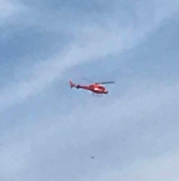 澳洲派直升機殺逾700隻樹熊 稱為善意安樂死 動保團體怒斥反智殘忍 