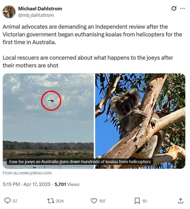 澳洲派直升機殺逾700隻樹熊 稱為善意安樂死 動保團體怒斥反智殘忍 