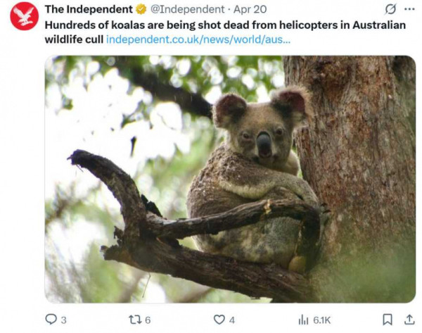 澳洲派直升機殺逾700隻樹熊 稱為善意安樂死 動保團體怒斥反智殘忍 
