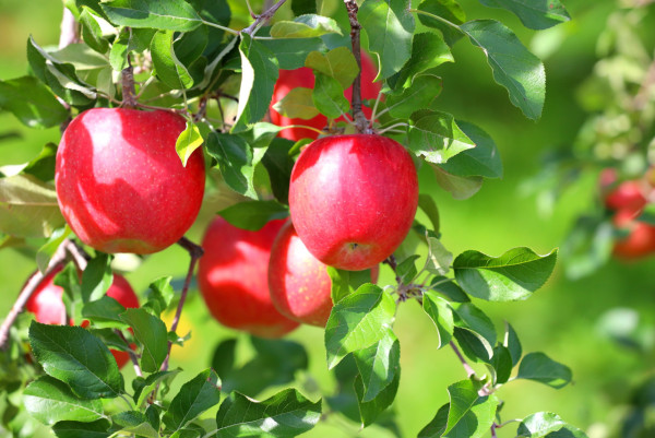 日本東北六縣夏日美食住宿推介！青森/秋田/岩手/宮城/山形/福島 
