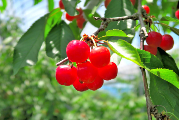 日本東北六縣夏日美食住宿推介！青森/秋田/岩手/宮城/山形/福島 