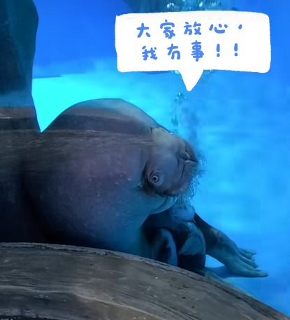 海洋公園型男海象Rock求愛 表現熱情亢奮頭撞玻璃