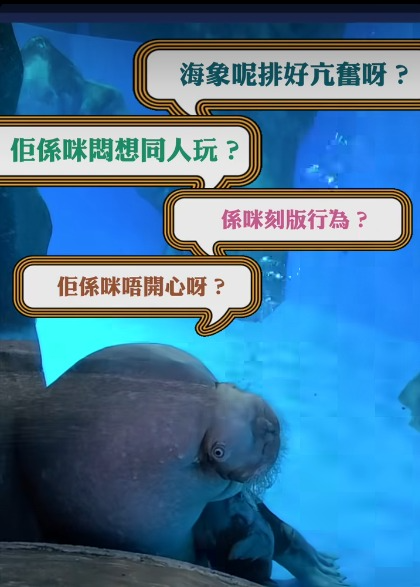 海洋公園型男海象Rock求愛 表現熱情亢奮頭撞玻璃
