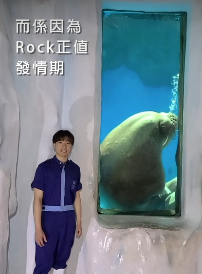 海洋公園型男海象Rock求愛 表現熱情亢奮頭撞玻璃