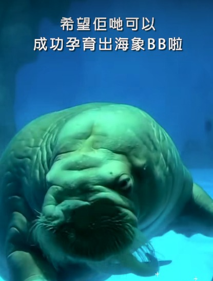 海洋公園型男海象Rock求愛 表現熱情亢奮頭撞玻璃
