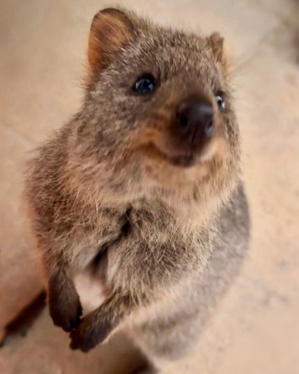 「豪門千金」何超蓮遊澳洲泳照被讚仙氣！曬Fit爆身材間接打破懷孕傳聞 