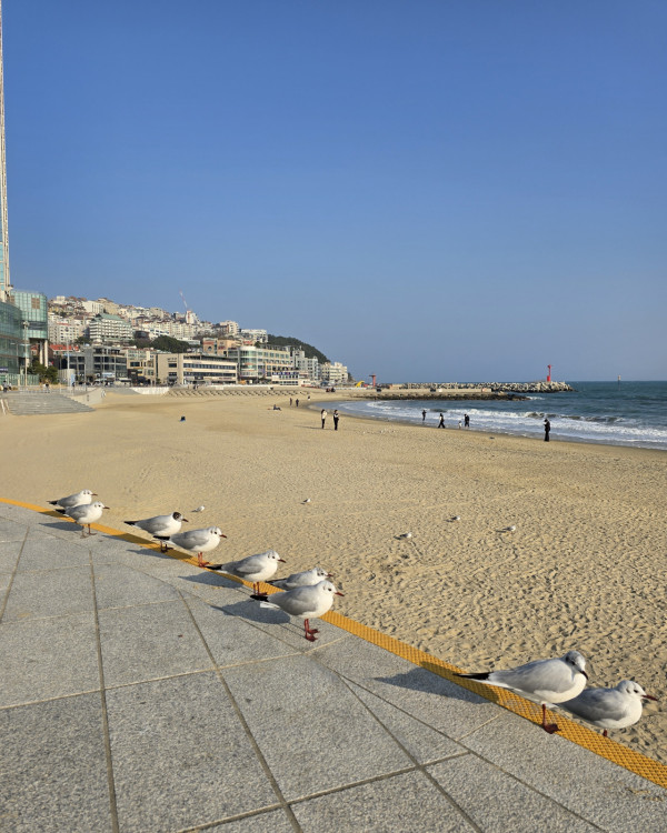 釜山快閃懶人包 | 海雲台Cafe／天空列車／巨量海鮮拼盤 