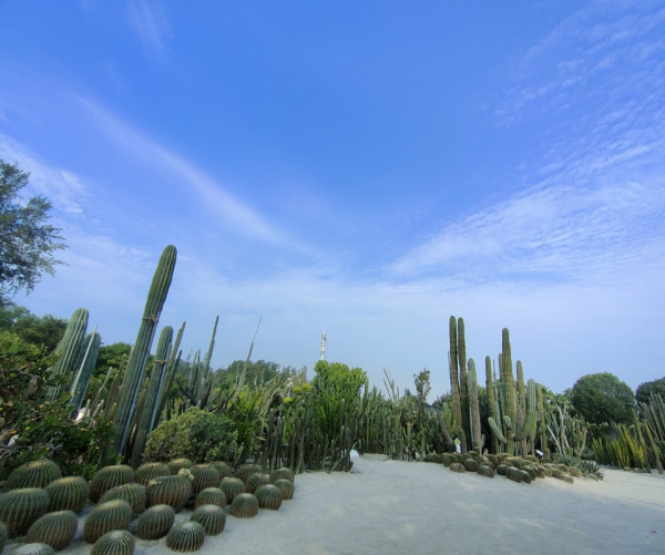 廈門自由行｜廈門旅遊景點逾15個推介！鼓浪嶼/廈門雙子塔/貓咪博物館 