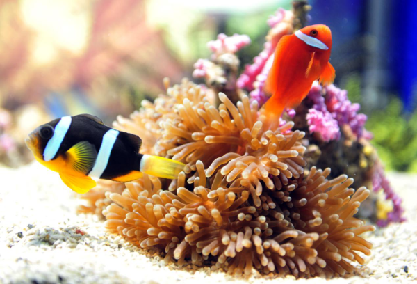 廈門自由行｜廈門旅遊景點逾15個推介！鼓浪嶼/廈門雙子塔/貓咪博物館 