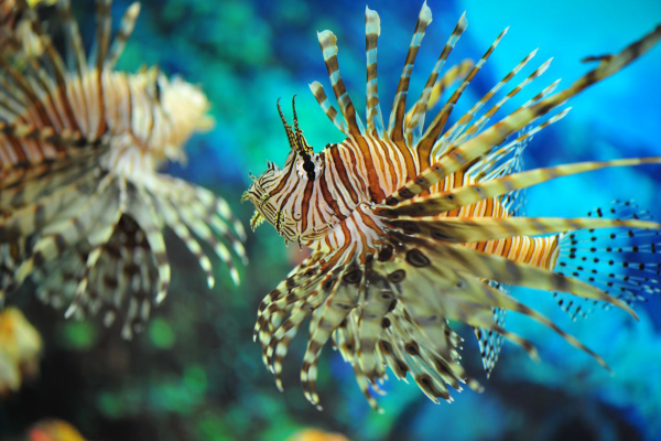 廈門自由行｜廈門旅遊景點逾15個推介！鼓浪嶼/廈門雙子塔/貓咪博物館 