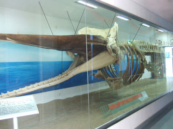 廈門自由行｜廈門旅遊景點逾15個推介！鼓浪嶼/廈門雙子塔/貓咪博物館 