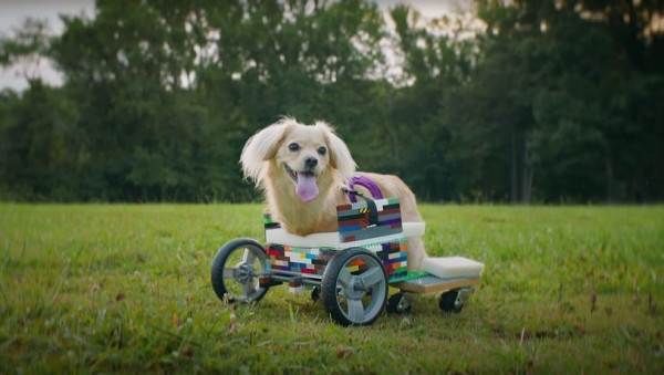 為殘疾小狗製作LEGO輪椅 12歲義工改變小狗一生