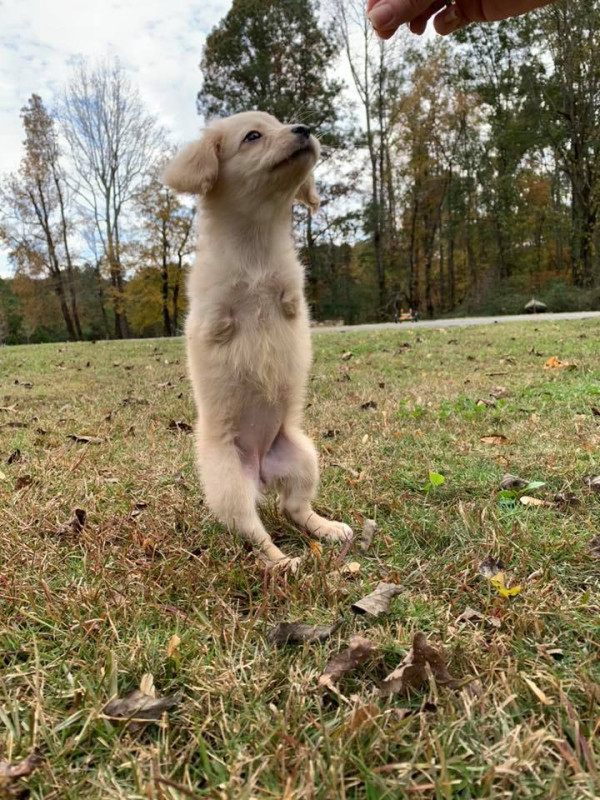 為殘疾小狗製作LEGO輪椅 12歲義工改變小狗一生