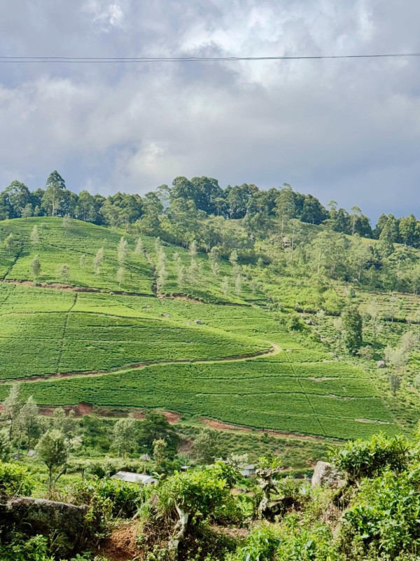 網民報盲盒旅行團呻中伏 豪花萬五慘變軍訓團 導遊惡劣酒店貨不對辦 