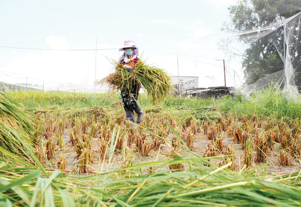 【無機砷米】吃飯致癌？全球暖化增稻米無機砷砒霜含量 中醫教「排砷煮飯法」