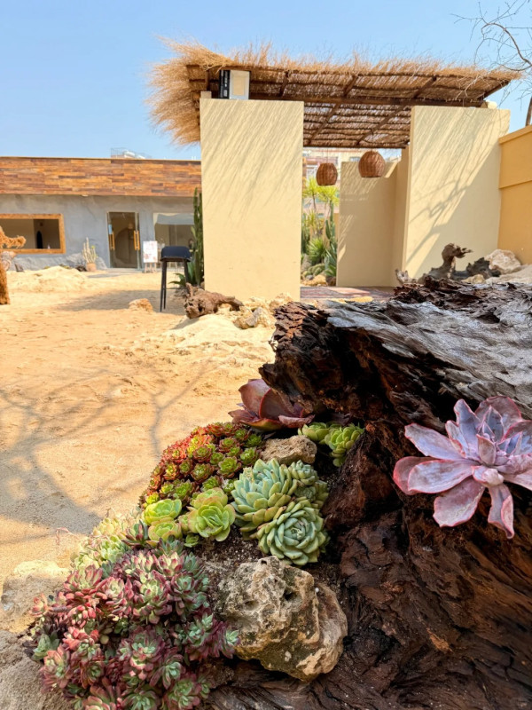 深圳打卡Cafe|漠上花開天台沙漠綠洲!駱駝/仙人掌打卡位營造摩洛哥異域風 套餐含服飾租借