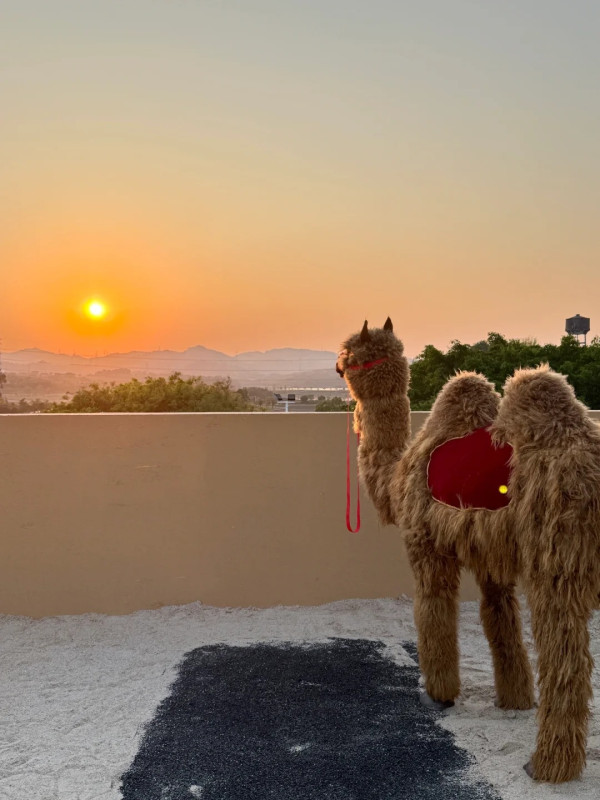 深圳打卡Cafe|漠上花開天台沙漠綠洲!駱駝/仙人掌打卡位營造摩洛哥異域風 套餐含服飾租借