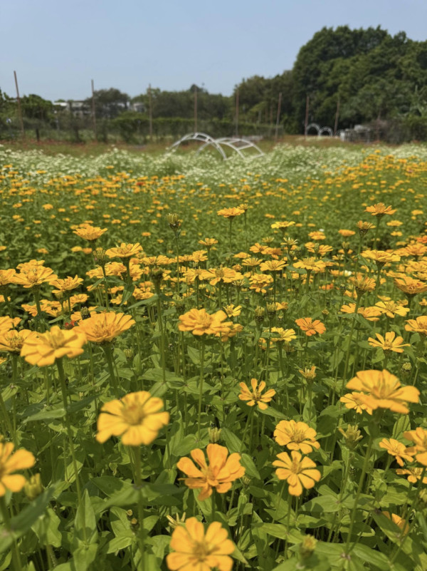 圖片來源︰FB@信芯園農莊