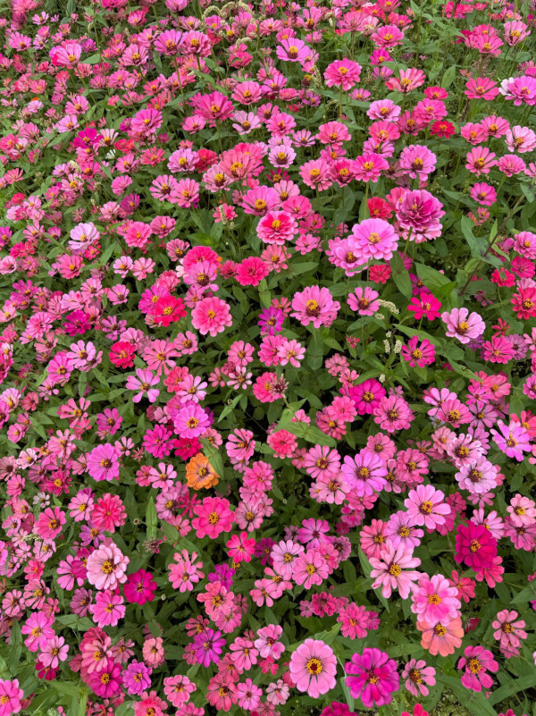 圖片來源︰FB@信芯園農莊