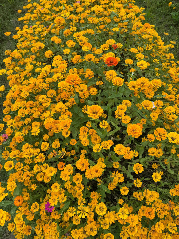圖片來源︰FB@信芯園農莊