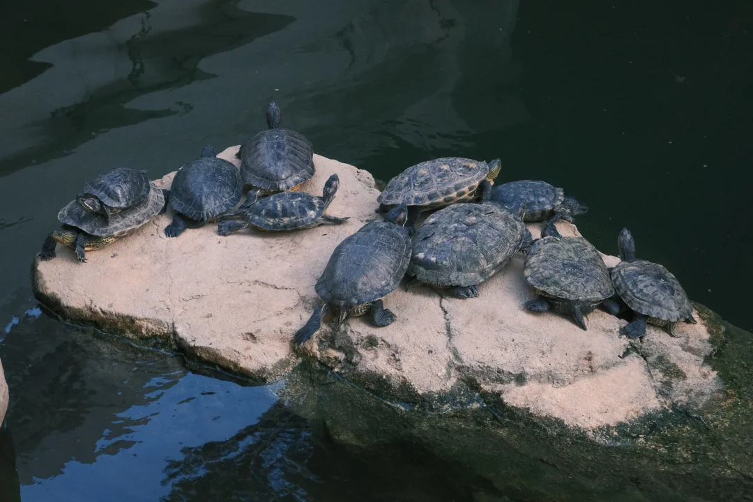 內地網民力推香港公園隱世打卡位！ 「童話森林」瀑布影相靚位 附地址詳情 