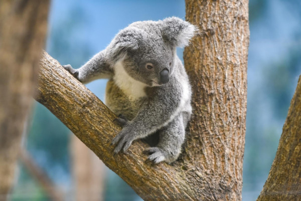 麗星郵輪–探索星號｜台灣日本8日郵輪之旅 玩遍船上設施 暢遊台北/登陸九洲 