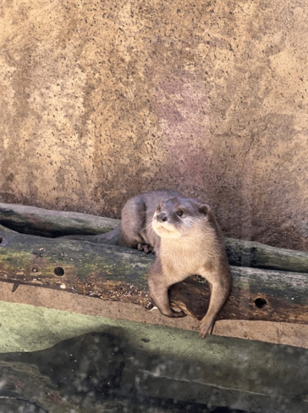 沖繩親子遊全攻略 | 必吃餐廳/掃街美食/兒童王國