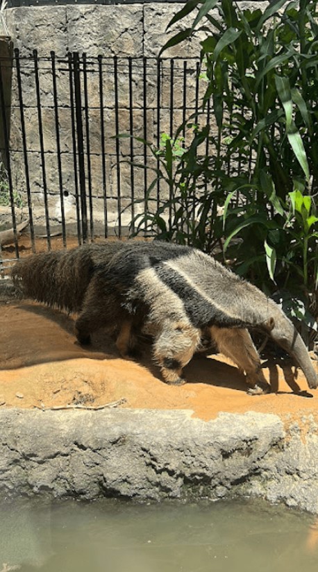沖繩親子遊全攻略 | 必吃餐廳/掃街美食/兒童王國
