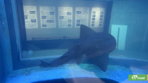 麗星郵輪–探索星號｜台灣日本8日郵輪之旅 玩遍船上設施 暢遊台北/登陸九洲 