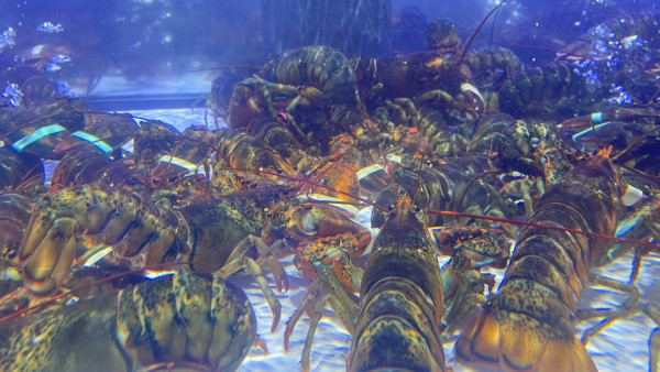 深圳永輝超市進駐iN城市廣場！ 設海鮮加工服務 港人Wechat Pay專屬68蚊優惠！ 