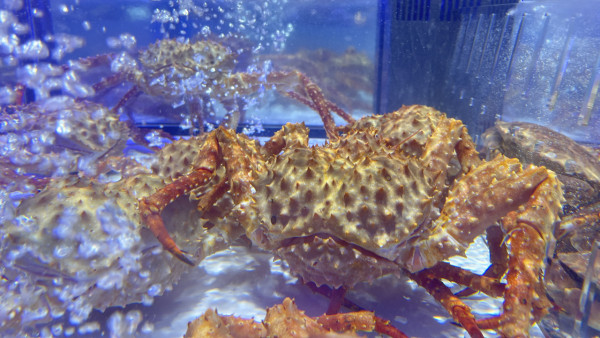 深圳永輝超市進駐iN城市廣場！ 設海鮮加工服務 港人Wechat Pay專屬68蚊優惠！ 