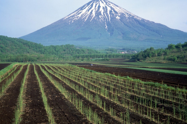 外國情侶著短衫短褲行北海道雪山被困 要出動直昇機拯救 日網民不滿浪費資源 