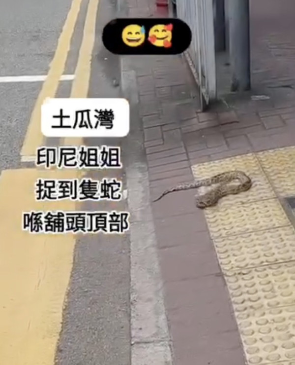 啟德港鐵站驚現大長蛇嚇壞市民！目擊者見阿sir用紙皮箱制服