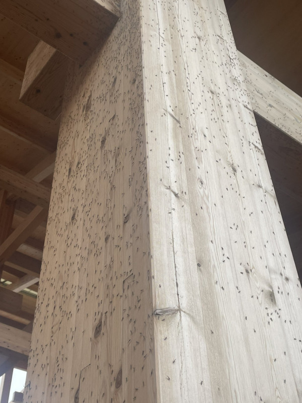 有片慎入！ 大阪世博會場驚見密密麻麻飛蟲！ 網民稱不敢去廁所 門前猶如「昆蟲結界」 