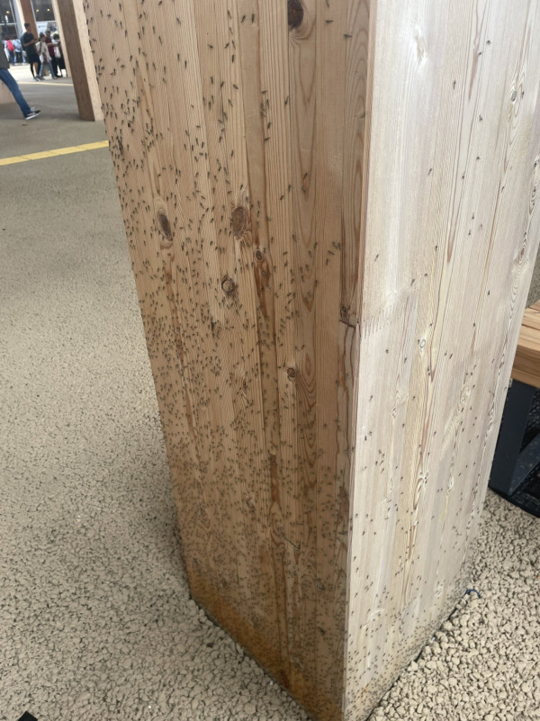 有片慎入！ 大阪世博會場驚見密密麻麻飛蟲！ 網民稱不敢去廁所 門前猶如「昆蟲結界」 