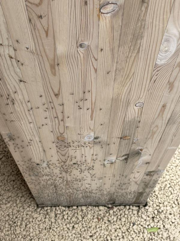 有片慎入！ 大阪世博會場驚見密密麻麻飛蟲！ 網民稱不敢去廁所 門前猶如「昆蟲結界」 