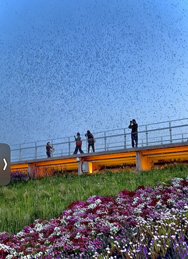 有片慎入！ 大阪世博會場驚見密密麻麻飛蟲！ 網民稱不敢去廁所 門前猶如「昆蟲結界」 