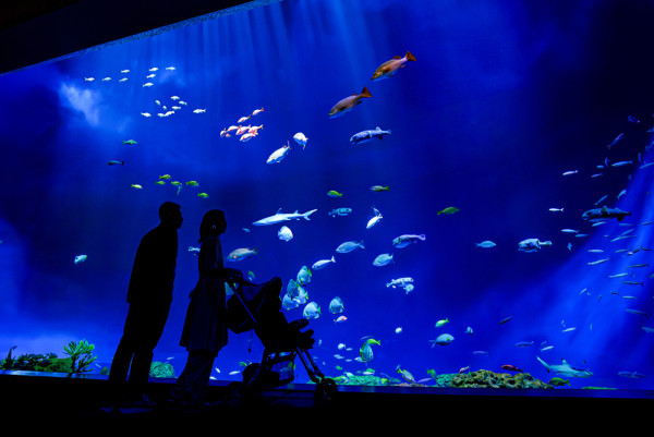 沖繩DMM Kariyushi水族館新區域登場，零距離同水獺樹懶、迷你豬互動！【附南部親子遊景點推介】 