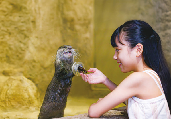 沖繩DMM Kariyushi水族館新區域登場，零距離同水獺樹懶、迷你豬互動！【附南部親子遊景點推介】 