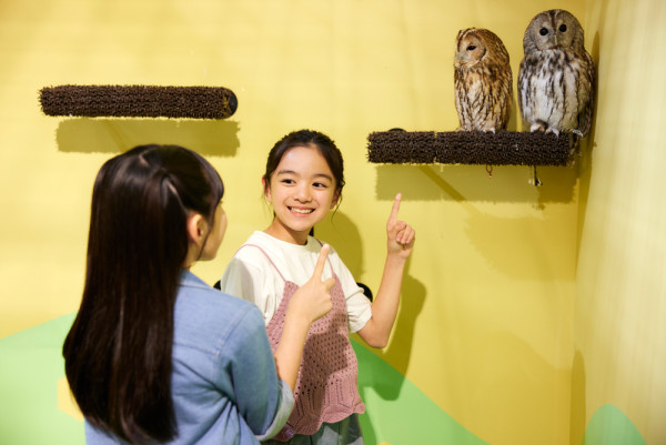 沖繩DMM Kariyushi水族館新區域登場，零距離同水獺樹懶、迷你豬互動！【附南部親子遊景點推介】 