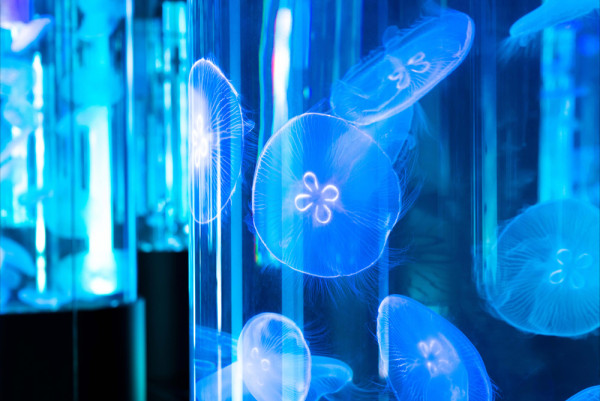 沖繩DMM Kariyushi水族館新區域登場，零距離同水獺樹懶、迷你豬互動！【附南部親子遊景點推介】 