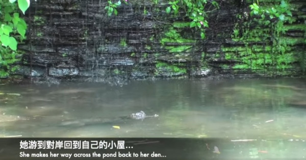 鱷魚識聽音樂？嘉道理農場眼鏡凱門鱷魚Jo聽《給愛麗絲》回家
