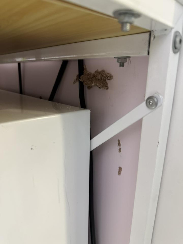 旅行回家竟被飛蟻大肆入侵，來源︰Facebook@香港滅蟲關注組。