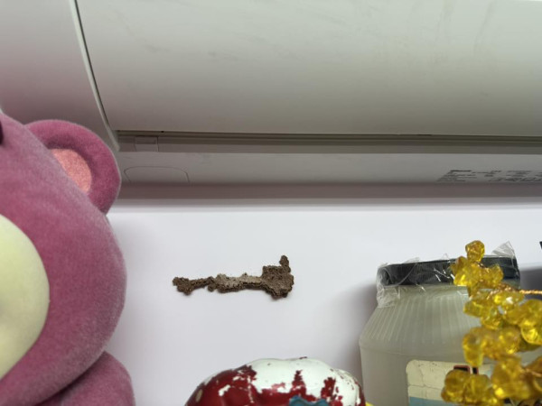 旅行回家竟被飛蟻大肆入侵，來源︰Facebook@香港滅蟲關注組。