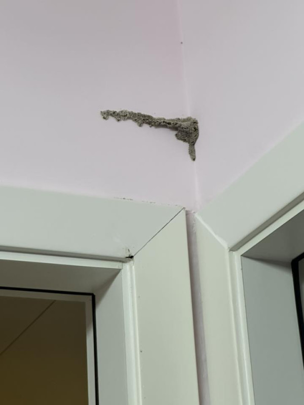 旅行回家竟被飛蟻大肆入侵,來源︰Facebook@香港滅蟲關注組。 旅行回家竟被飛蟻大肆入侵,來源︰Facebook@香港滅蟲關注組。