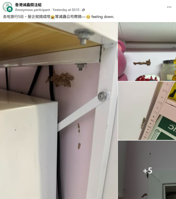旅行回家竟被飛蟻大肆入侵，原帖文截圖，來源︰Facebook@香港滅蟲關注組。