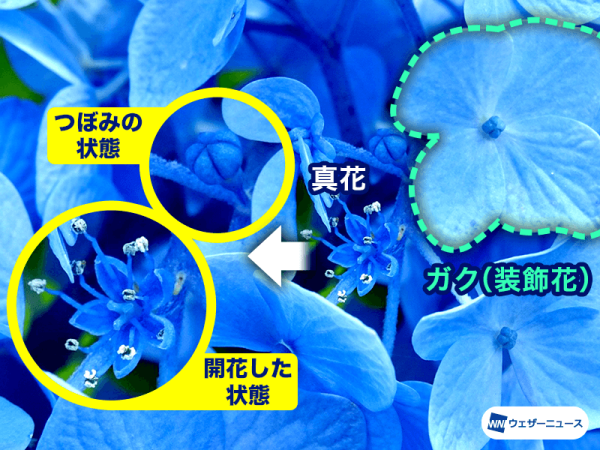 一般觀賞繡球花時看到的大而鮮豔、像花瓣的部分，其實是萼片，又稱為「裝飾花」。（圖片來源：Weathernews）