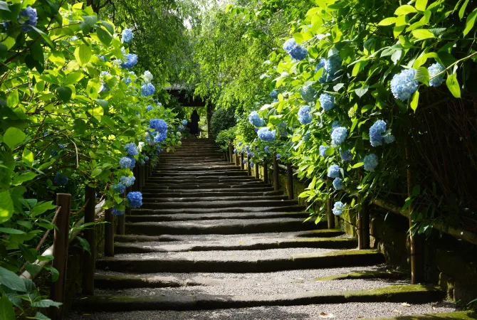 鎌倉明月院（圖片來源：日本觀光局）