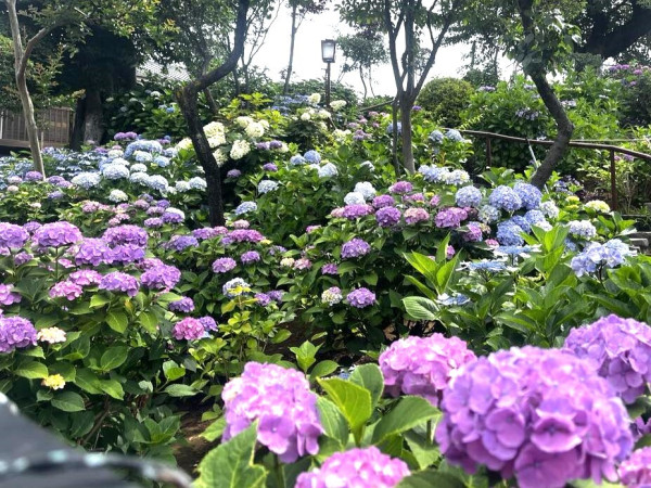 白山神社（圖片來源：X@bunkyo_flower）