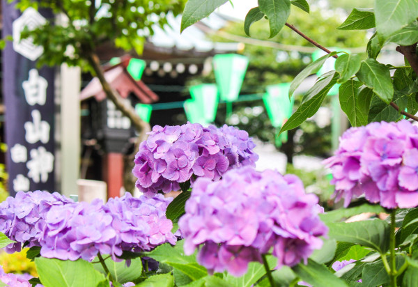 白山神社（圖片來源：X@bunkyo_flower）